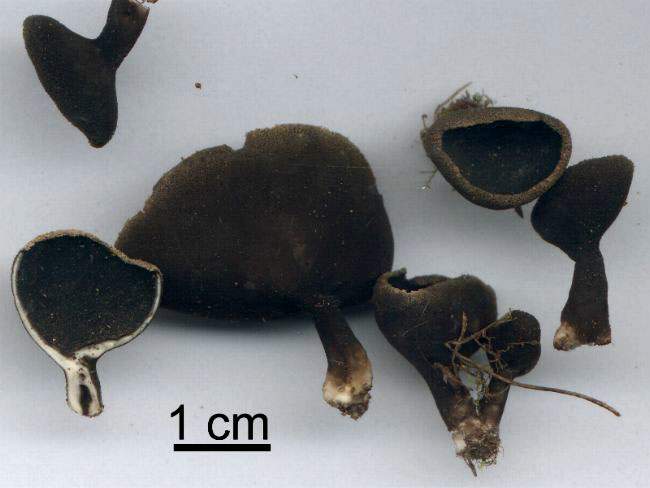 Helvella corium